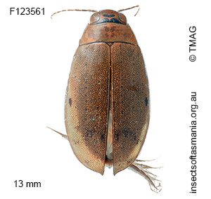 Eretes australis
