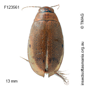 Eretes australis