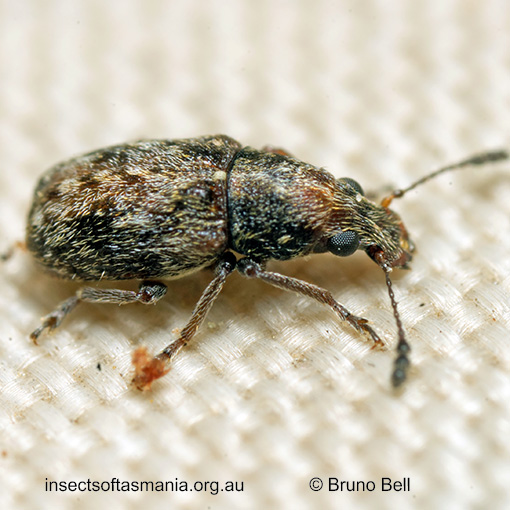 Erichsonocis albuginosus