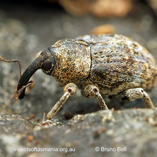 Erytenna species