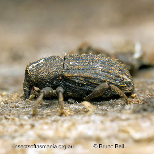 Erytenna-species_d Exeiratus carinatus
