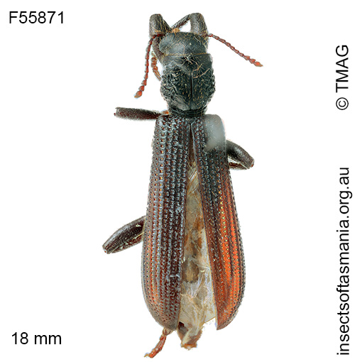 Eunatalis-planipennis Eunatalis planipennis