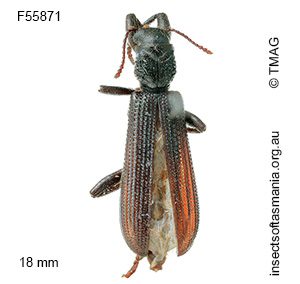 Eunatalis planipennis