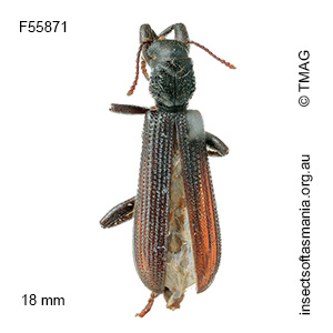 Eunatalis planipennis