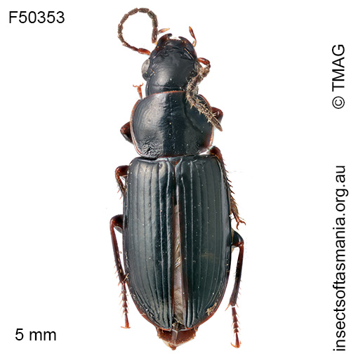 Euthenarus nigellus