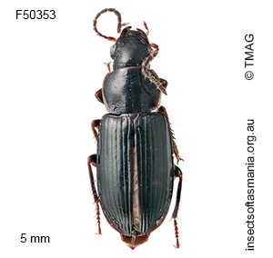 Euthenarus nigellus