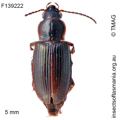 Euthenarus promptus