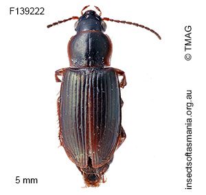 Euthenarus promptus