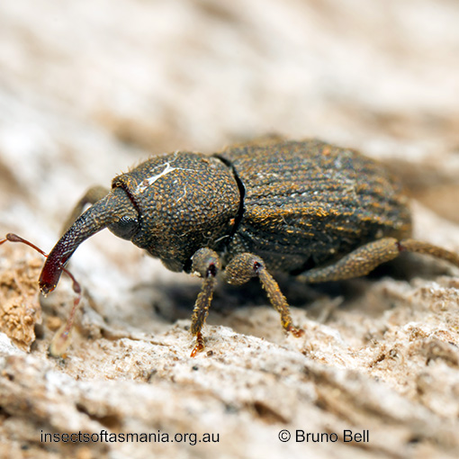 Exeiratus-carinatus_b Exeiratus carinatus
