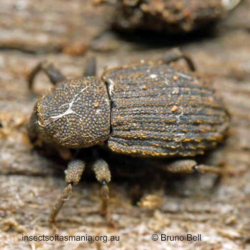 Exeiratus-carinatus_c Exeiratus carinatus