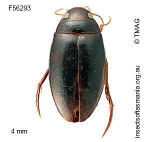 Exocelina boulevardi