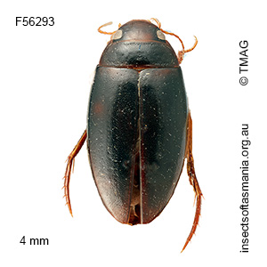 Exocelina boulevardi