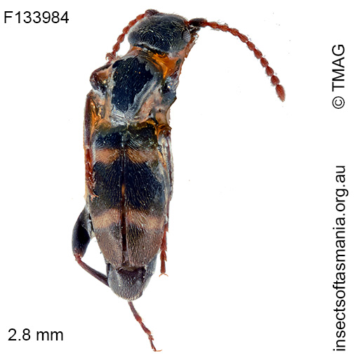 Floydwernerius-australis_a Floydwernerius australis