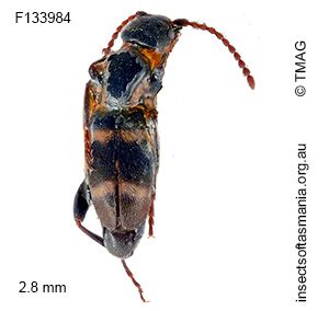 Floydwernerius australis