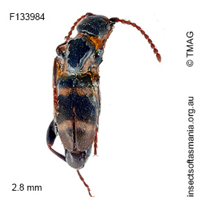 Floydwernerius australis