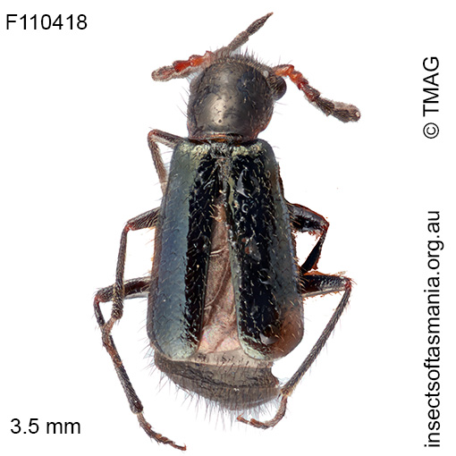 Helcogaster gagatinus
