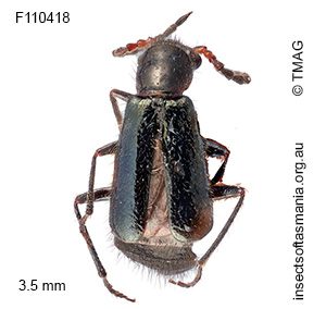 Helcogaster gagatinus