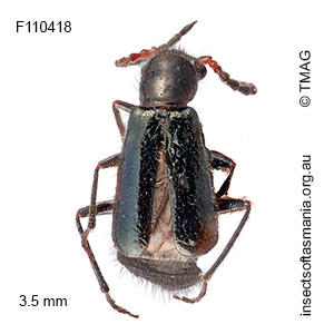 Helcogaster gagatinus