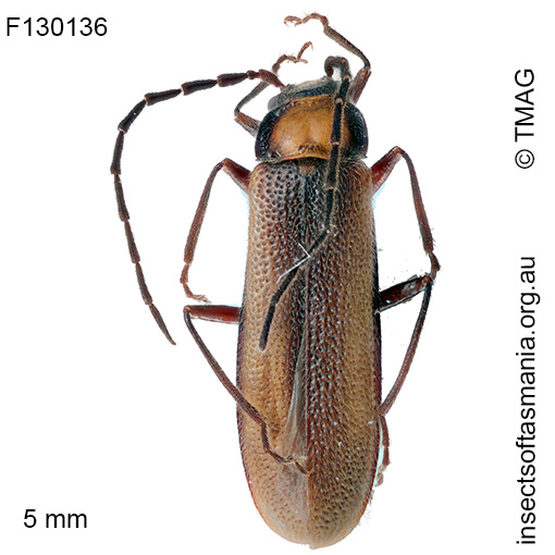 Heteromastix discoflavus