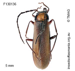 Heteromastix discoflavus