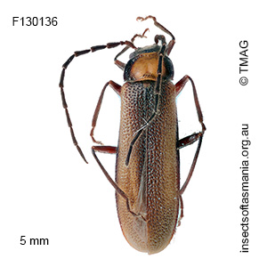 Heteromastix discoflavus