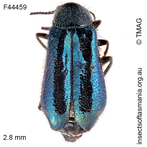 Hypattalus carteri