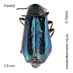 Hypattalus carteri