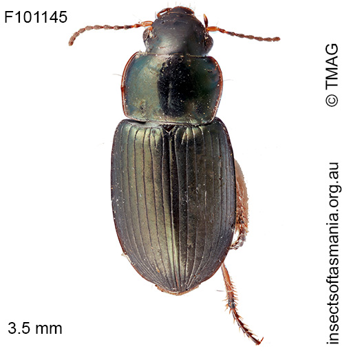 Hypharpax australis
