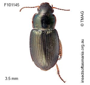 Hypharpax australis