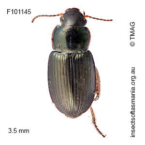 Hypharpax australis