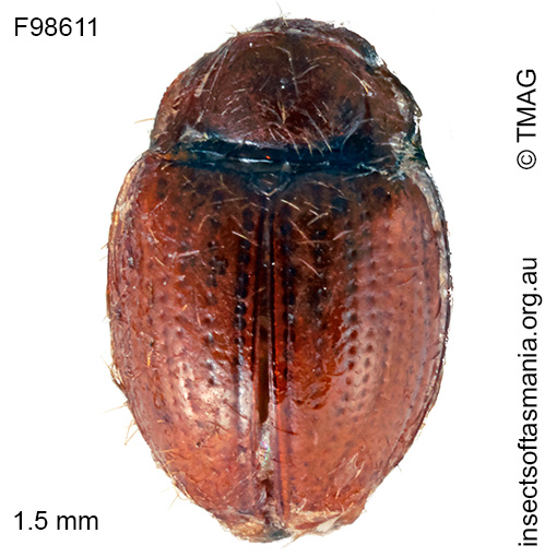 Idiophyes-cf-brevis Idiophyes cf brevis