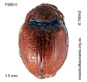 Idiophyes cf brevis