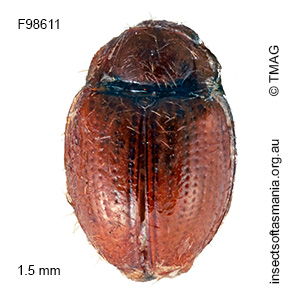 Idiophyes cf brevis