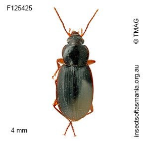 Lecanomerus verticalis