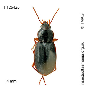 Lecanomerus verticalis