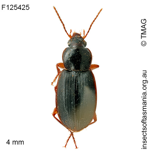Lecanomerus verticalis