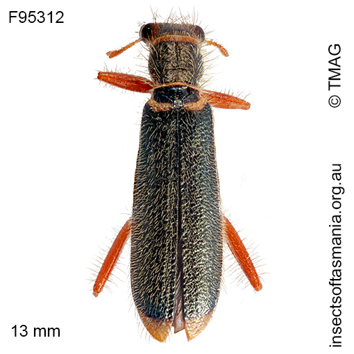 Lemidia malthina