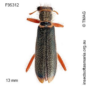 Lemidia malthina