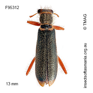 Lemidia malthina
