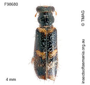 Lemidia sp nr atriceps