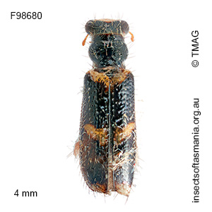 Lemidia sp nr atriceps