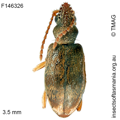 Mecynotarsus auripilosus