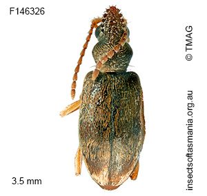 Mecynotarsus auripilosus