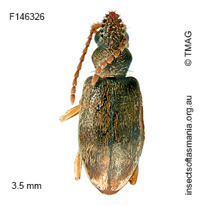 Mecynotarsus auripilosus