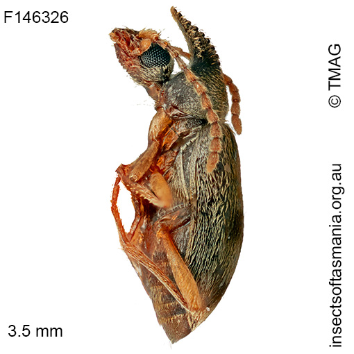 Mecynotarsus auripilosus
