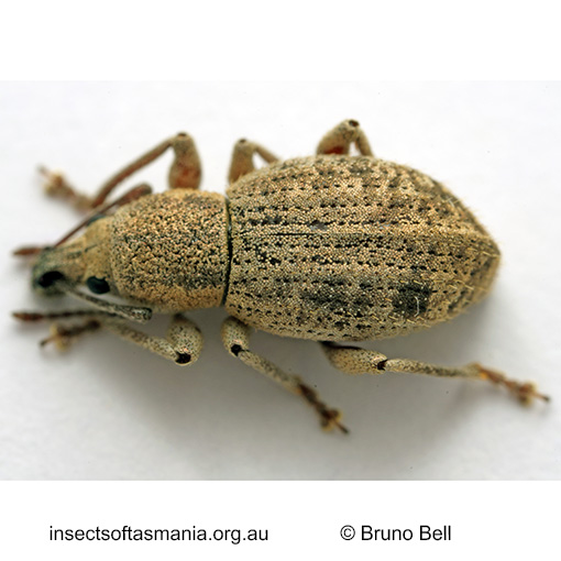 Merimnetes montanus