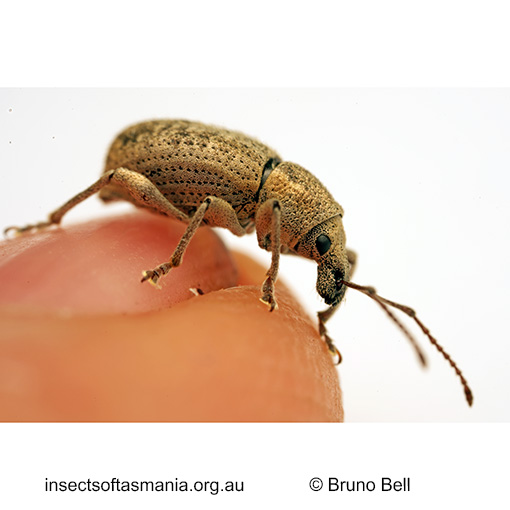 Merimnetes montanus