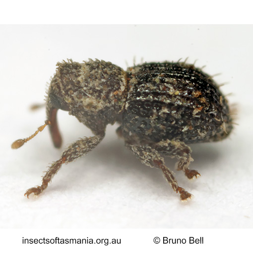 Microcryptorhynchus-pygmaeus_b Microcryptorhynchus pygmaeus