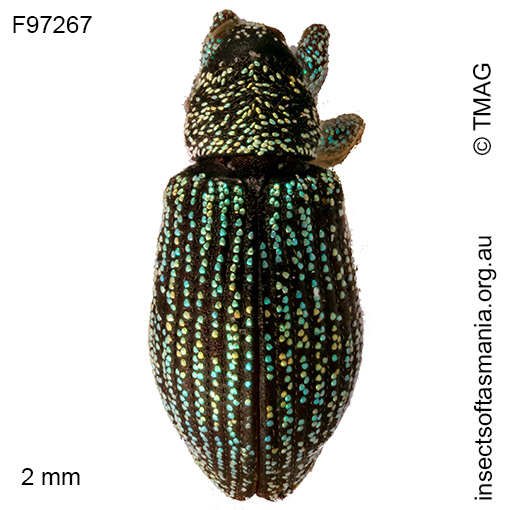 Misophrice viridisquama