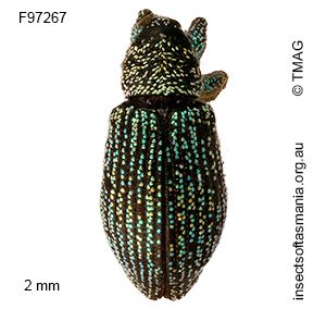 Misophrice viridisquama